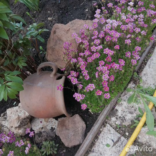 Камнеломка