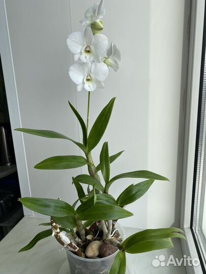 Орхидея дендробиум-фаленопсис