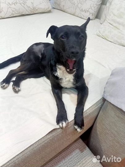 Маленькие собаки ищут дом