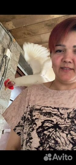 Домашние куриные яйца