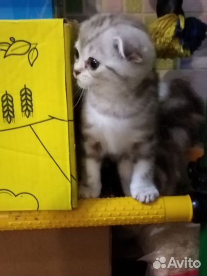 Шотландские вислоухие котята
