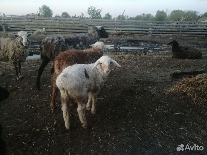 Курдючные овцы бараны ягнята