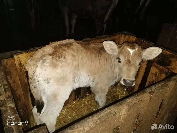 Бычки на откорм