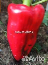 Семена перца сладкого