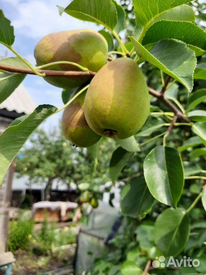Груша северянка, яблоки