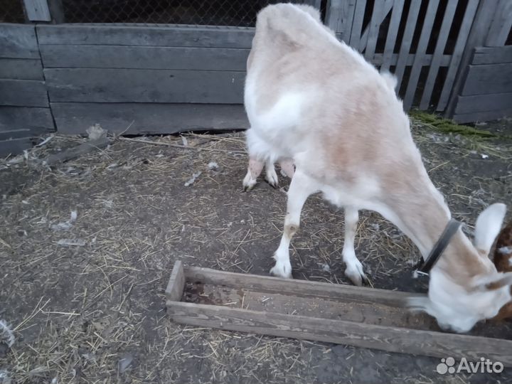 Продам козу двойная, заанинская