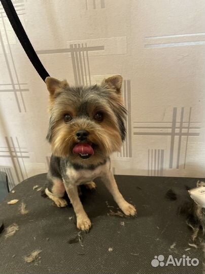 Стрижка собак