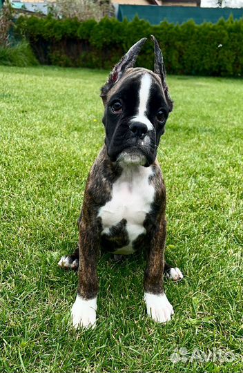 Боксер мальчик