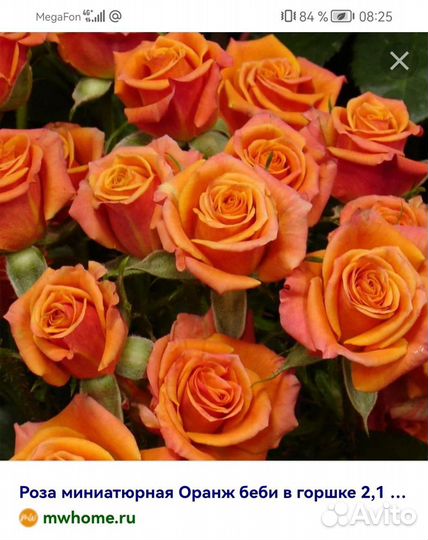 Саженцы роз