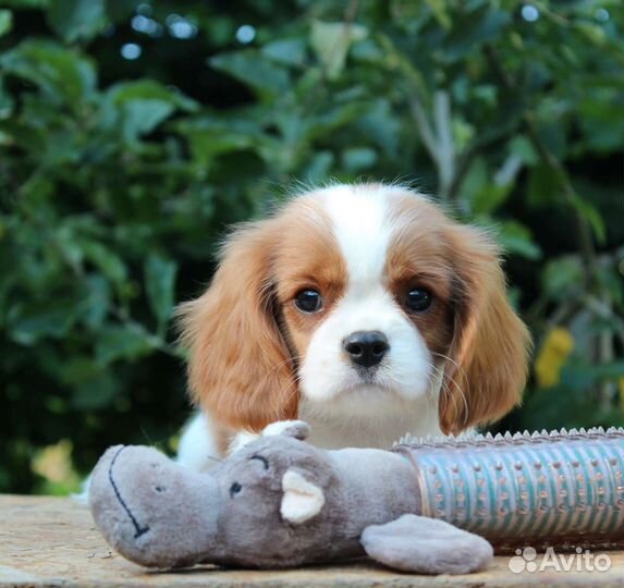 Кавалер кинг чарльз спаниель