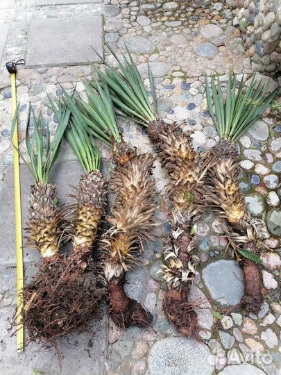 Юкка славная (yucca gloriosa)