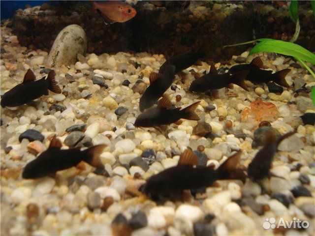 Коридорас Венесуэла Блэк (Corydoras Sp. Black Ven