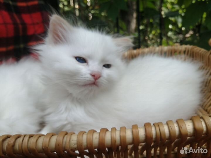 Синеглазые рэгдоллы с документами