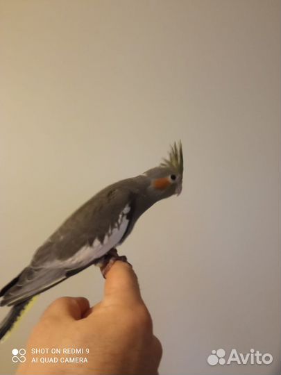 Продам попугая корелла