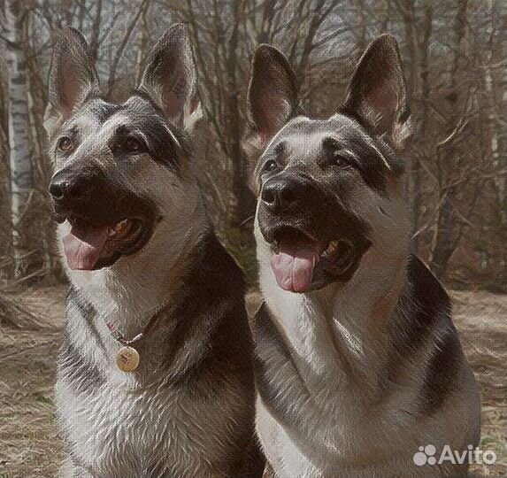 Делаю монтаж роликов для социальных сетей