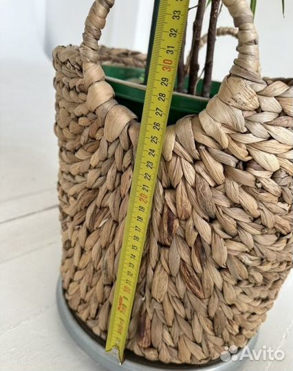 Фикус бенджамина али 1,80м