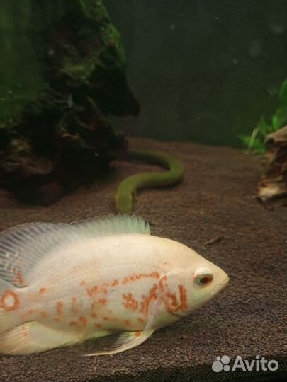 Аквариумные рыбки