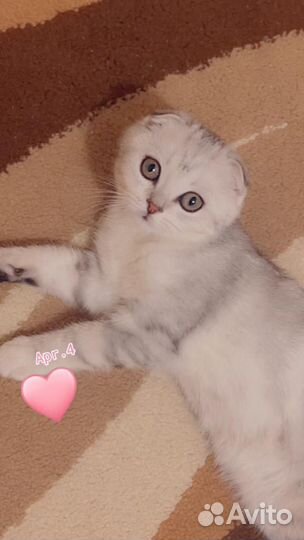 Шотландская вислоухая