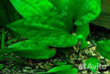 Криптокорина понтедериеволистная, анубиас на лаве