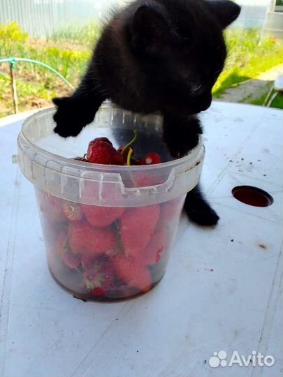 Котик 2 месяца