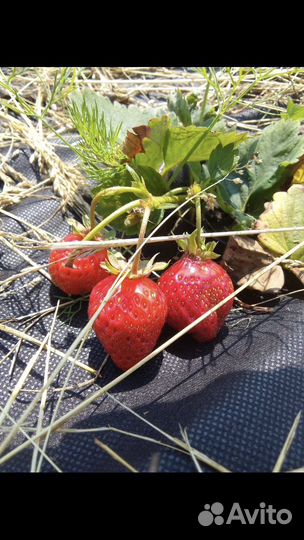 Усы клубники Азия