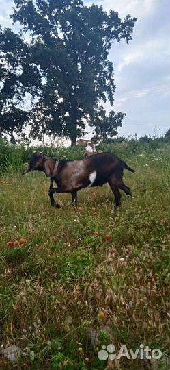 Нубийский козлик- Вязка