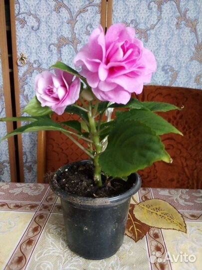 Бальзамины махровые, Недотрога