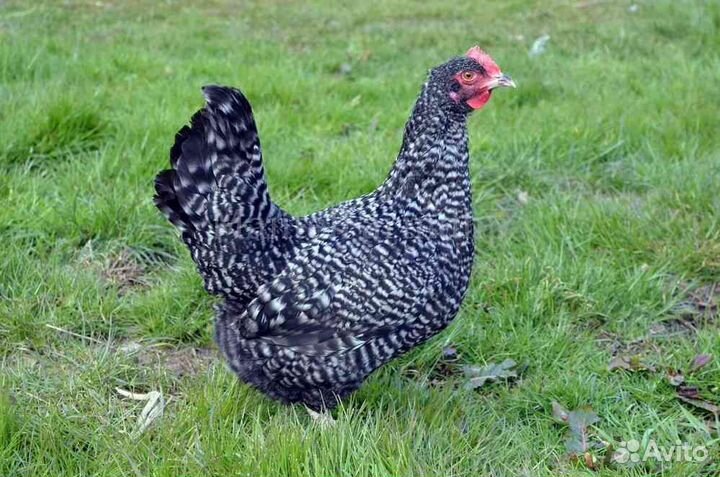 Бройлер, несушка, утёнок