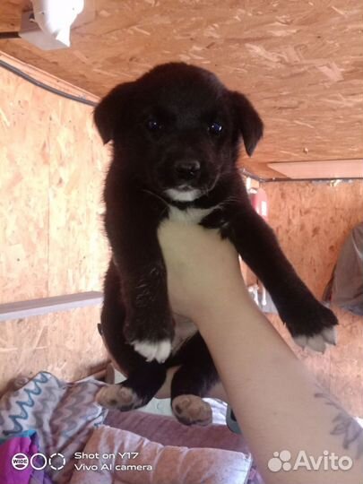 Малыши приюта