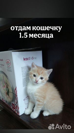Кошечка