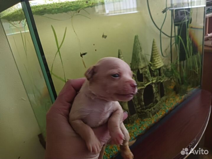 Щенки русский той-терьер