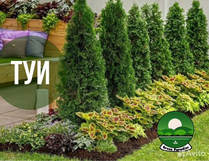 Туи смарагд