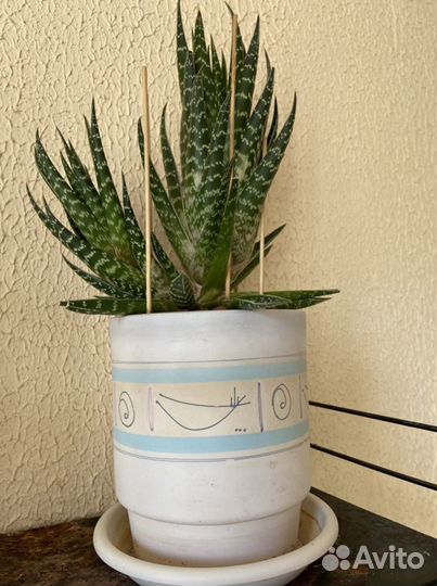 Алоэ пёстрое(тигровое)