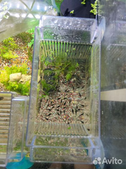 Сомики анциструсы