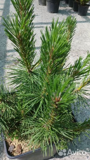 Саженцы горной сосны 