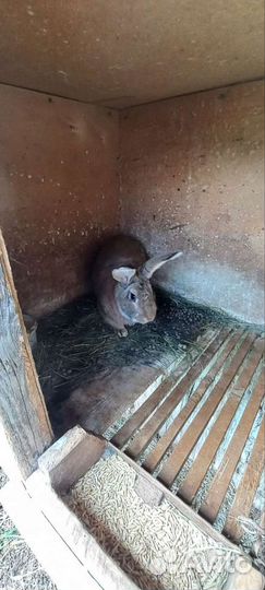 Кролики фландер