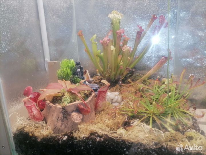 Флорариумы с растениями - хищниками и суккулентами