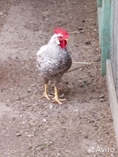 Петушки легбара