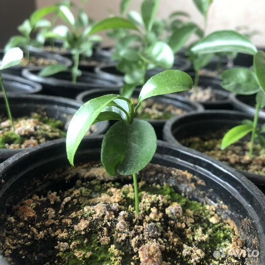 Мандариновое дерево (отросток, черенок)