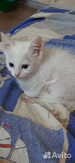 Катенок отдам бесплатно