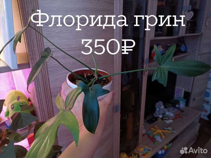 Фикус Мелани, филодендрон, пеперомия