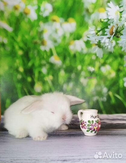 Породные крольчата из питомника