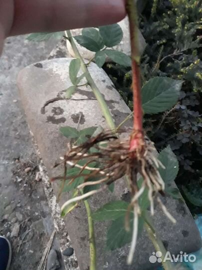 Ежевика саженцы