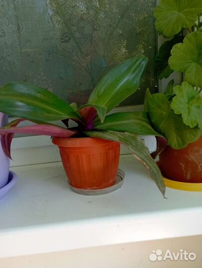 Домашние цветы цветущие