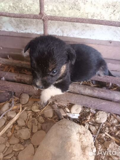 Собаки щенки бесплатно
