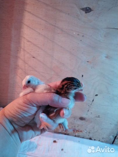 Инкубационное яйцо цесарки, цесарята