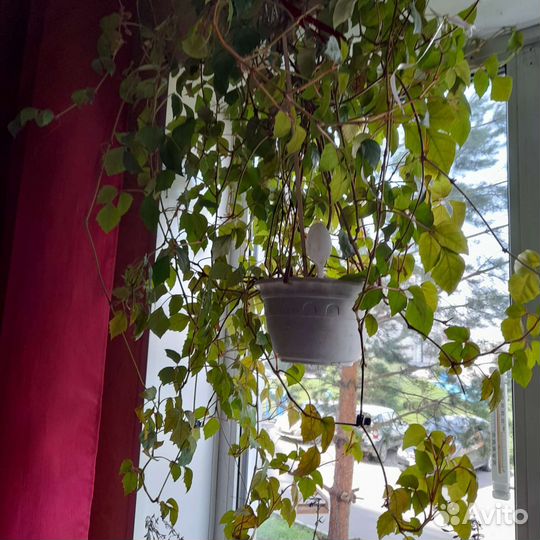 Роициссус ромбический