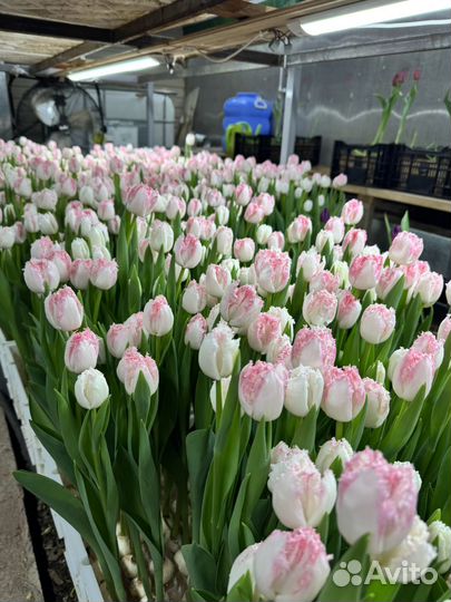 Тюльпаны розница
