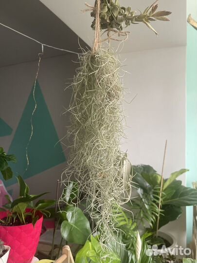 Тилландсия атмосферная уснеевидная