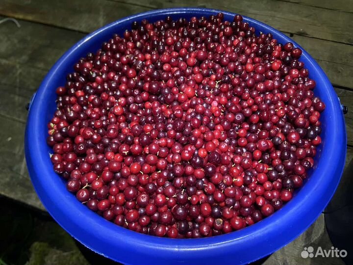 Продам бруснику